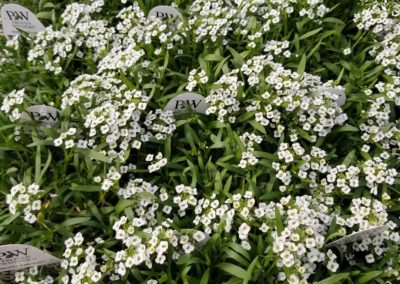 White Knight Sweet Alyssum Bartlesville OK