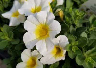 Calibrachoa Million Bells Bartlesville OK
