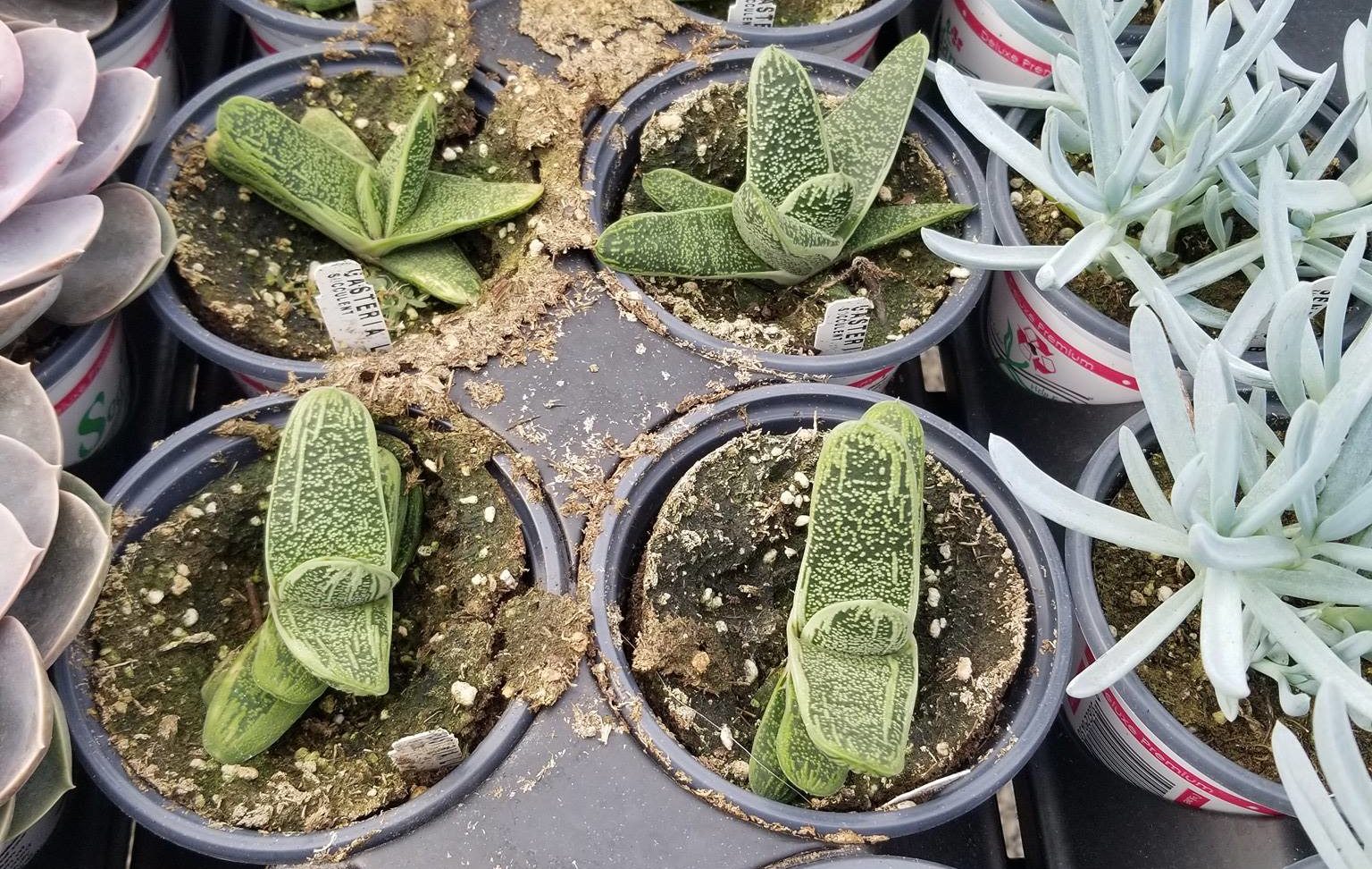 plants at evan's nursery, bartlesville, ok