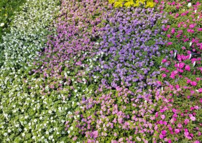 Bright colored flowers growing together