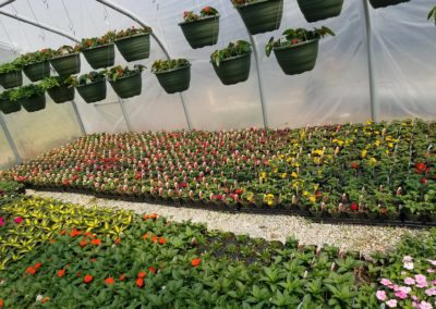 Evans Nursery greenhouse with many plants on the ground and hanging from above