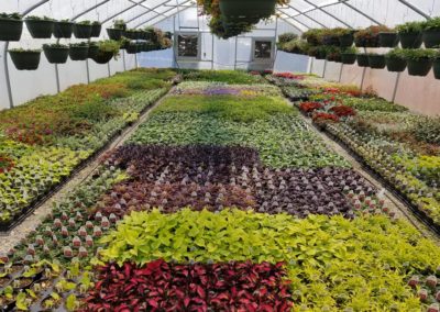 Evans Nursery greenhouse with many plants on the ground and hanging from above