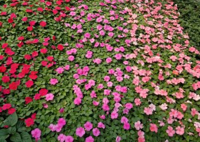 Vincas Annuals Bartlesville OK