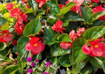 Dragon Wing Begonias Bartlesville OK