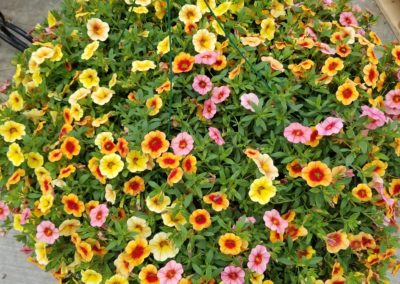 Small bright colored flowers amid green flowers resting in a hanging basket