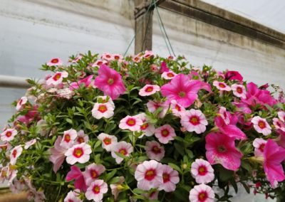 Pink and white Petunia Baskets Bartlesville OK