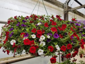 Red, white, and purple petunias hanging from a basket Bartlesville OK