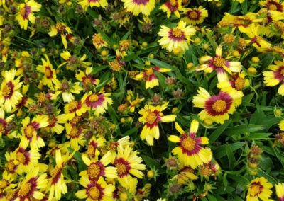 Coreopsis Bartlesville OK