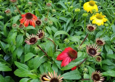 Echinacea Coneflower Bartlesville OK
