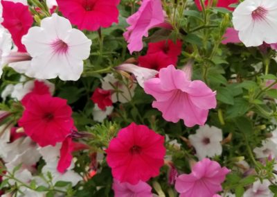 Mixed Petunia Baskets Bartlesville OK