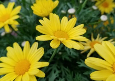 Euryops Bartlesville OK
