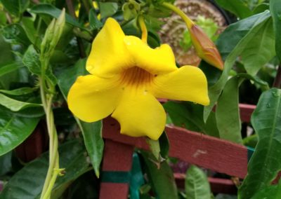 Allamanda Shrub Bartlesville OK