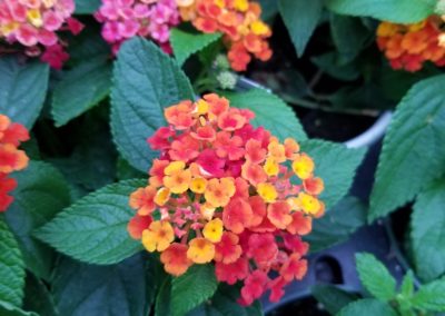 Lantana Bartlesville OK