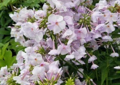 Tall Garden Phlox Bartlesville OK