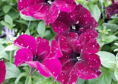 Purple Petunias Bartlesville OK
