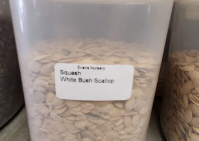 Squash White Bush Scallop Bulk Seeds