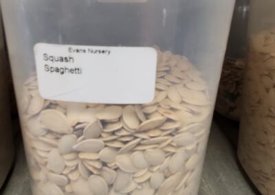 Squash Spaghetti Bulk Seeds