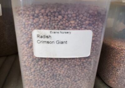 Radish Crimson Giant Bulk Seeds