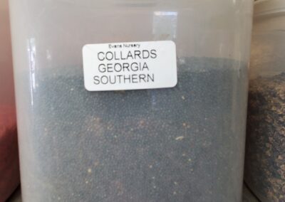 Collards Georgia Southern Bulk Seeds