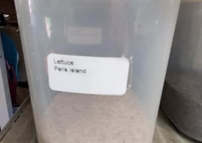 Lettuce Parris Island Bulk Seeds