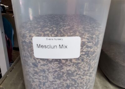 Mesclun Mix Bulk Seeds