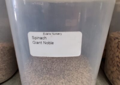 Spinach Giant Noble Bulk Seeds