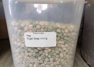 Pea Sugar Snap Vining Bulk Seeds