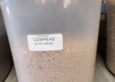 Cowpeas Elite Cream Bulk Seeds