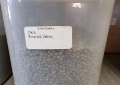 Okra Emerald Velvet Bulk Seeds, faded grey-green pebbles 2mm-3mm in diameter