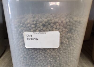 Okra Burgundy Bulk Seeds