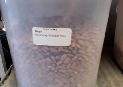 Kentucky Wonder Pole Bean Bulk Seeds bulk seeds garden center