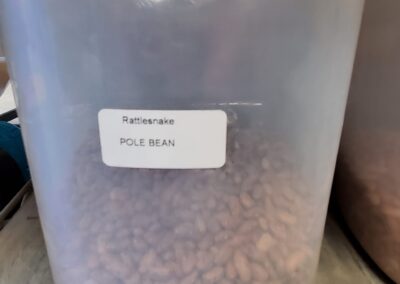 Bulk Seeds Rattlesnake Pole Bean bulk seeds garden center