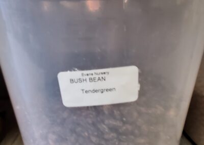 Bush Bean Tendergreen bulk seeds garden center