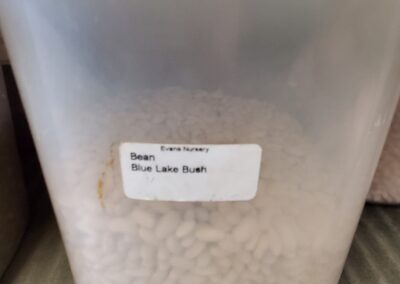 Blue Lake Bush Bean Bulk Seeds, creamy white oblong pill-shaped