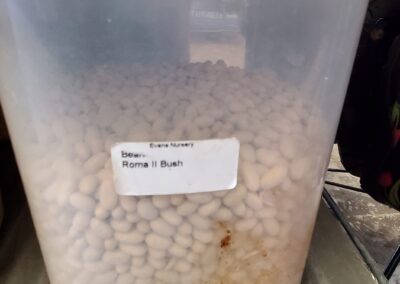 Bulk seed Beans Roma II Bush garden center