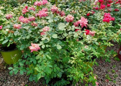 Boasting one of the longest blooming periods available, from early summer to late fall, the Double Knock Out® Rose gives you all the amazing characteristics of the original Knock Out® Rose - just with more petals and even better disease resistance.
