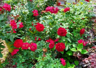 Double Knockout Roses make low maintenance hedges of bright color