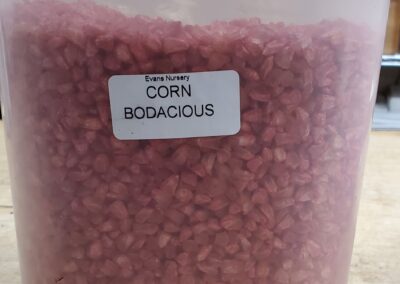 Bodacious Corn Bulk Seeds annuals