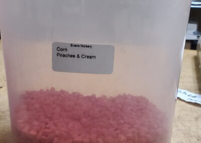 Corn Peaches & Cream bulk seeds annuals