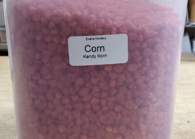Kandy Korn Corn bulk seeds annuals