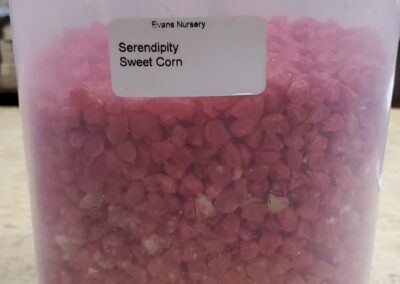 Serendipity Sweet Corn Bulk Seeds annuals