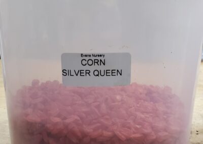 Silver Queen Corn Bulk Seeds annuals