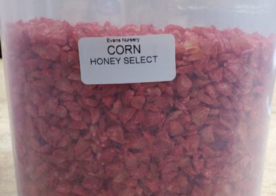 Honey Select Corn Bulk Seeds annuals