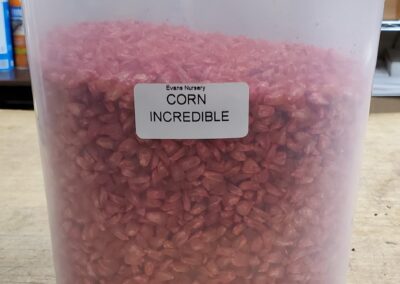 Incredible Corn Bulk Seeds annuals