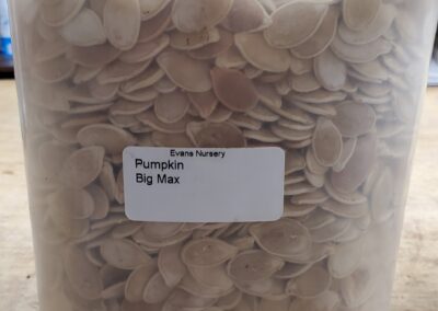 Pumpkin Big Max Bulk Seeds annuals