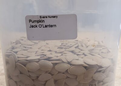 Pumpkin Jack O' Lantern Bulk Seeds annuals