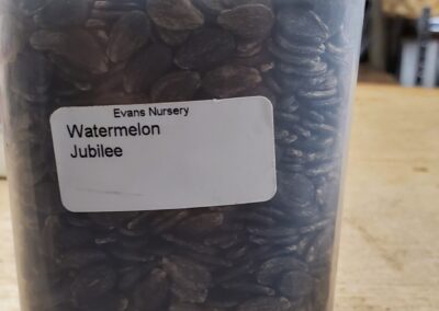 Watermelon Jubilee Bulk Seeds annuals