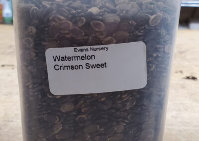 Watermelon Crimson Sweet Bulk Seeds annuals, flat black seeds similar in size to a pinky fingernail with white border around middle.