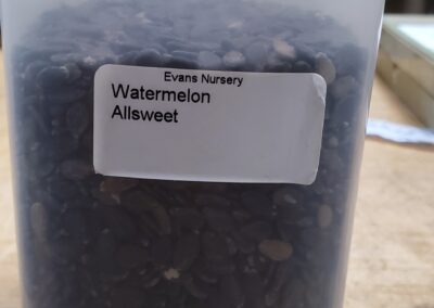 Watermelon Allsweet bulk seeds annuals, dark black flat seeds in the shape and size of a pinky fingernail