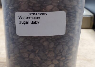 Watermelon Sugar Baby bulk seeds annuals, flat grey seeds teardrop shaped and the size of pinky fingernail